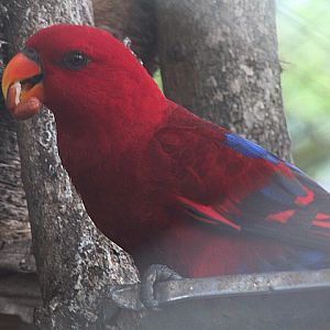Buru red lory (Eos bornea cyanonotha) - Wisata Bahari Lamongan