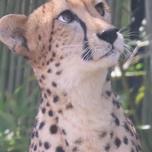 Suprised cheetah