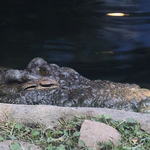 Nile crocodile
