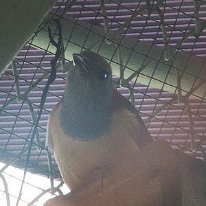 Kaimana pitohui (Pitohui kirhocephalus rubiensis) - Wisata Bahari Lamongan