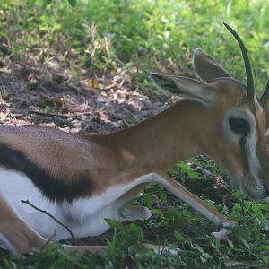 Thompsons Gazelle