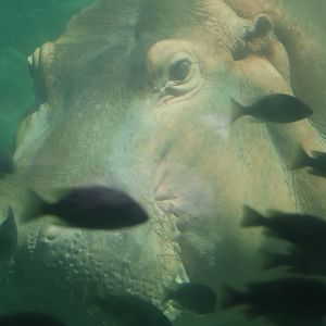 Hippopotamus