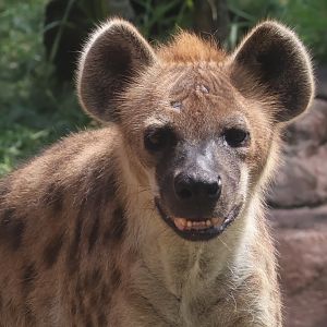 Spotted hyena