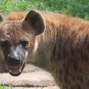 Spotted hyena