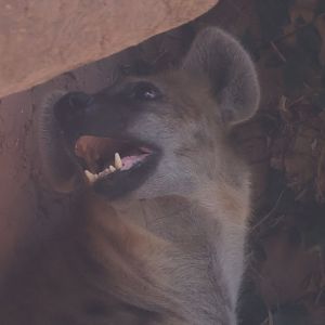 Spotted hyena