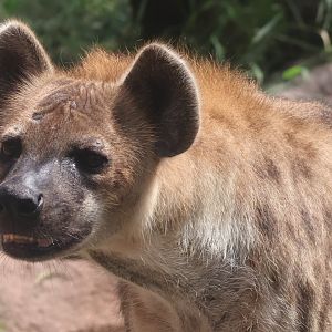 Spotted hyena