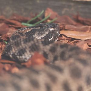 Dusky pygmy rattlesnake