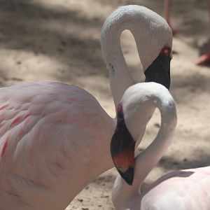 Lesser flamingo