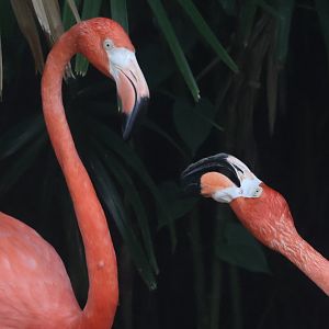 American flamingo