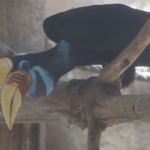 Wrinkled hornbill
