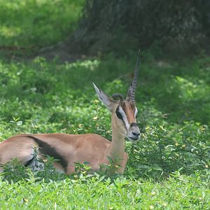 Grant's gazelle