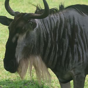 Blue wildebeest