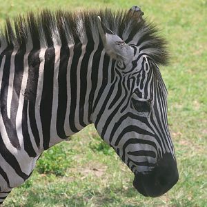 Plains zebra