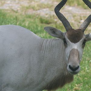 Addax