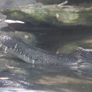 Slender snouted crocodile