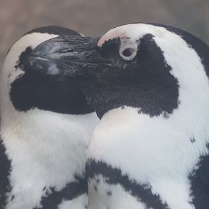 African penguin