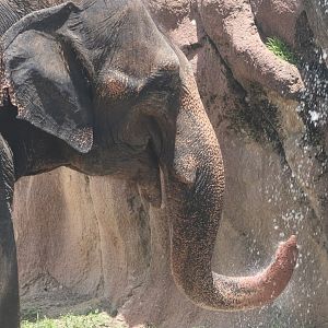Asian Elephant