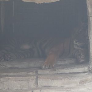 Sumatran tiger