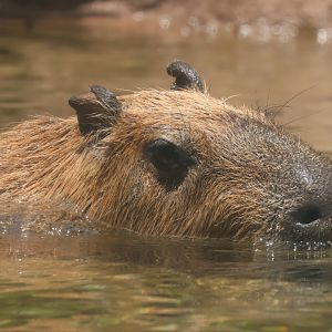 Capybara