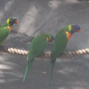 Lorikeets