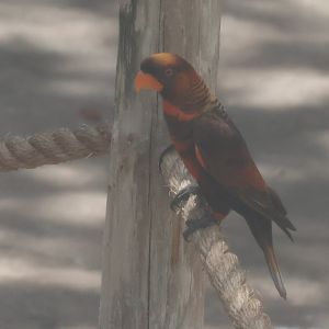 Dusky lorikeet