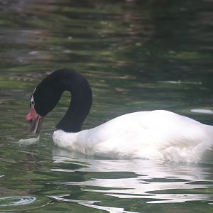Black necked swan