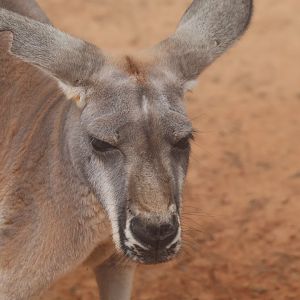 Red kangaroo