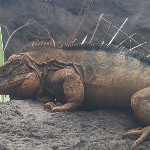 Cuban rock iguana
