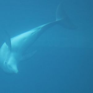 Bottlenose Dolphin