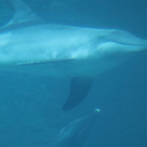 Rough toothed dolphin