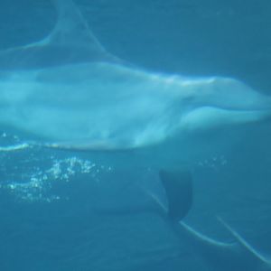 Rough toothed dolphin