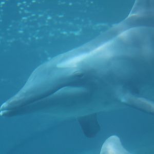 Rough toothed dolphin