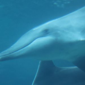Rough toothed dolphin