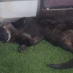 North american river otter