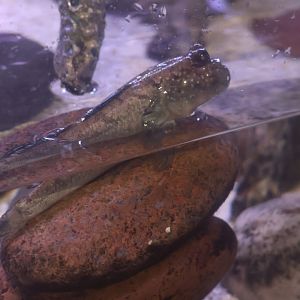 Mudskipper