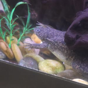 African clawless frog