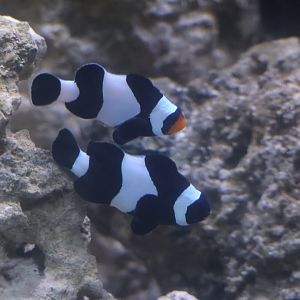Black ocellaris clownfish