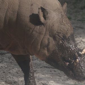 Babirusa