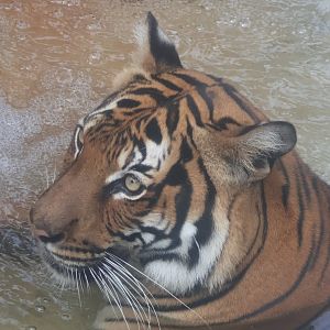 Malayan tiger