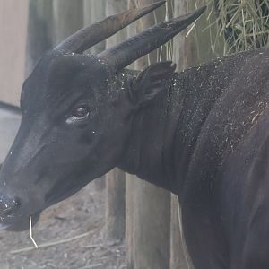 Anoa