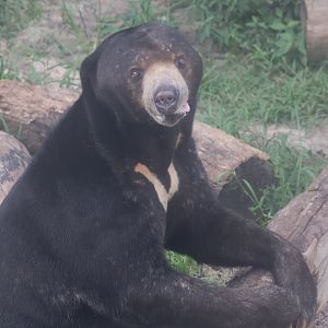 Sun bear