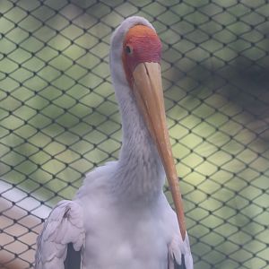 Yellow billed stork