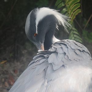 Desmoiselle crane
