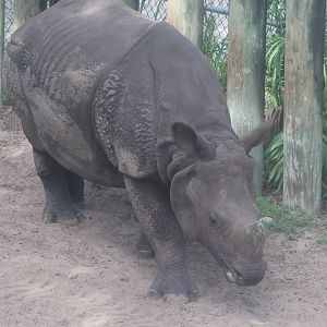 Greater one horned rhino