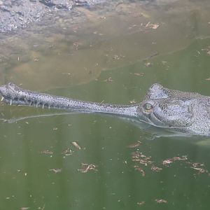Gharial