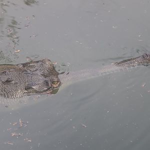 Gharial