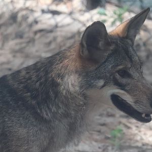 Red wolf