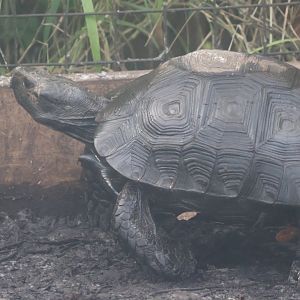 Burmese mountain tortoise