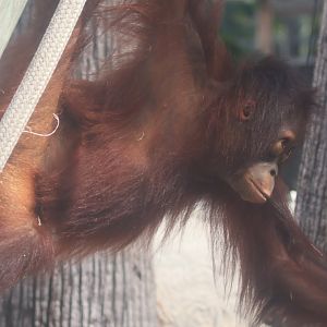 Bornean orangutan