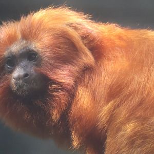 Golden lion tamarin